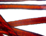 Microscope Slide, Wool, W.M. Textile Fibers