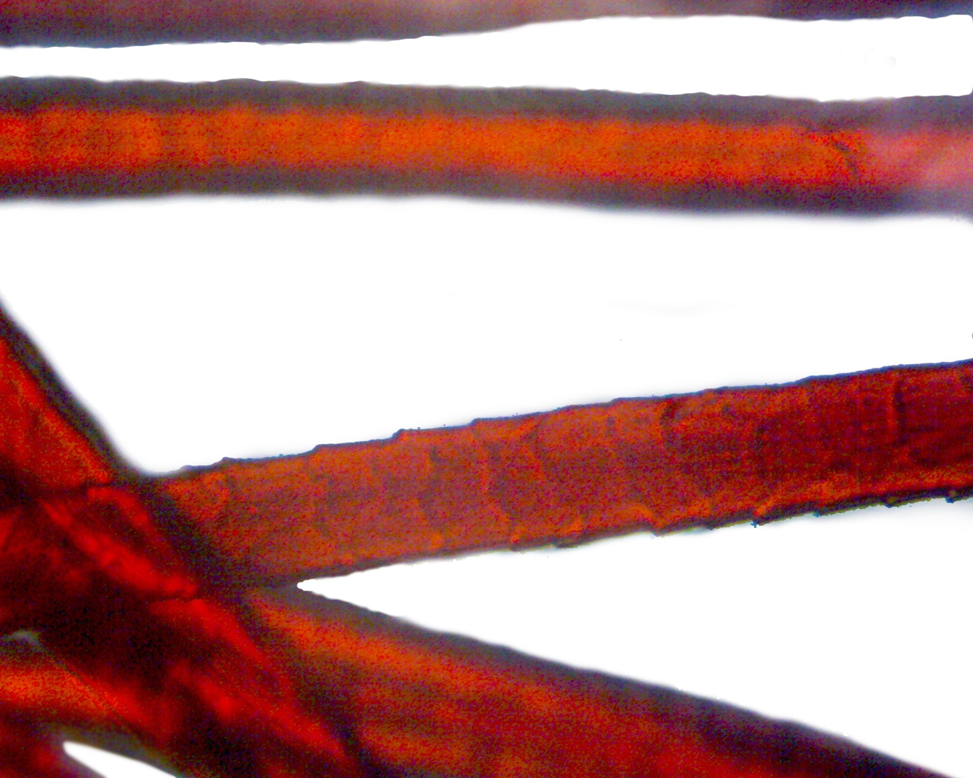 Microscope Slide, Wool, W.M. Textile Fibers