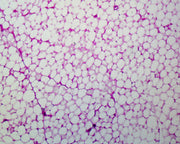 Microscope Slide, Adipose Tissue Section, Human