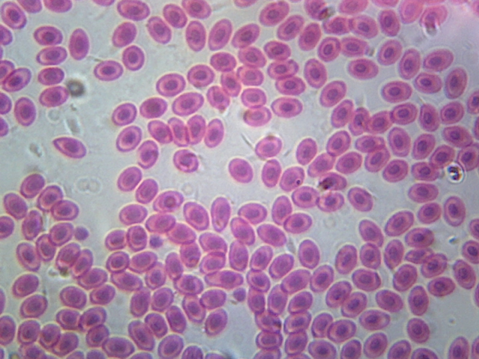 Microscope Slide, Blood Smear Frog