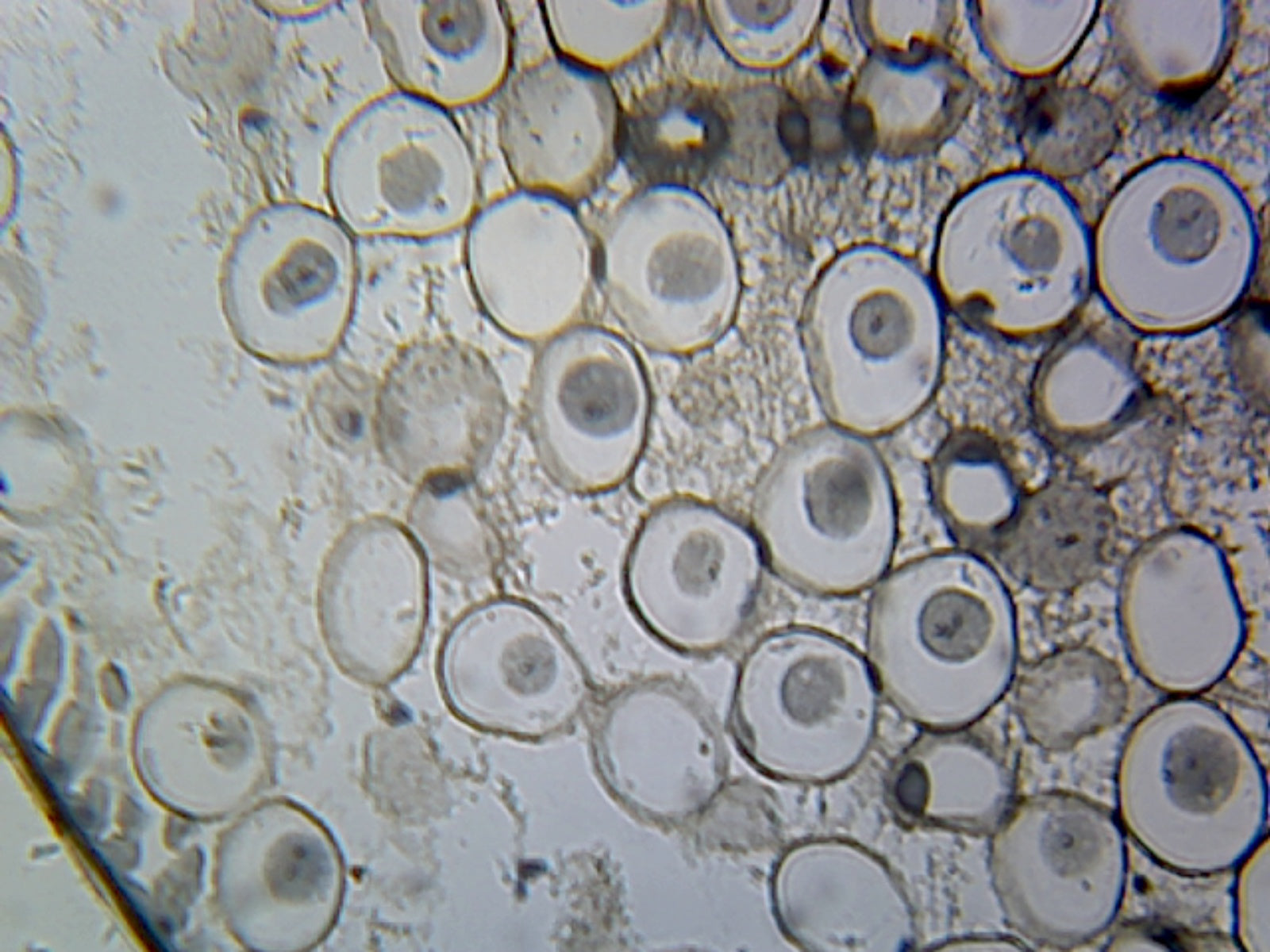 Microscope Slide, Cellular Organelles, Centrioles, Section, From Animal Cells