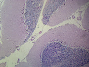 Microscope Slide, Cerebellum Sec. H&E Stain Mammal