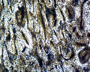 Microscope Slide, Compact Bone Non-Stained
