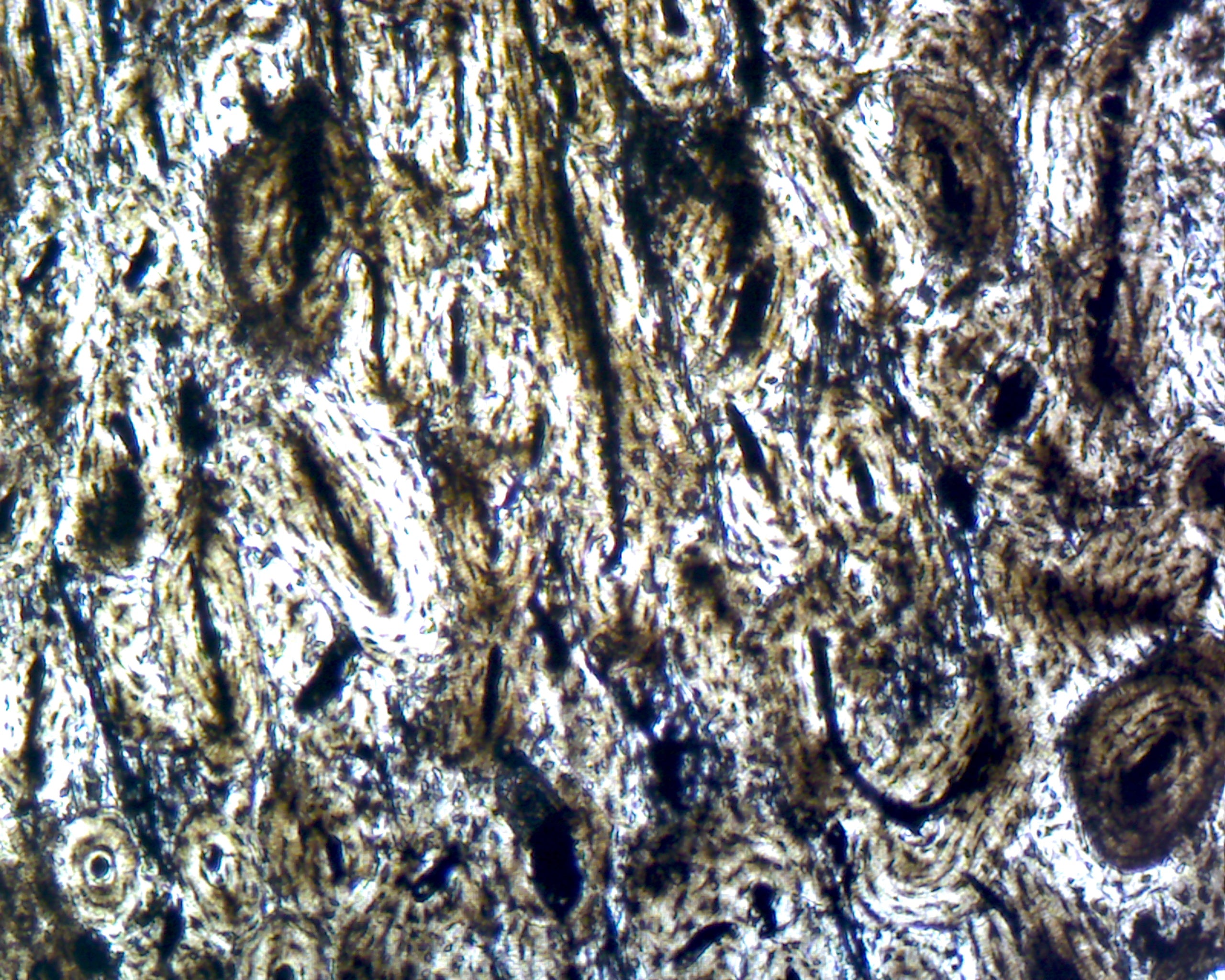 Microscope Slide, Compact Bone Non-Stained
