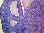 Microscope Slide, Corps Luteum Section Mammalian