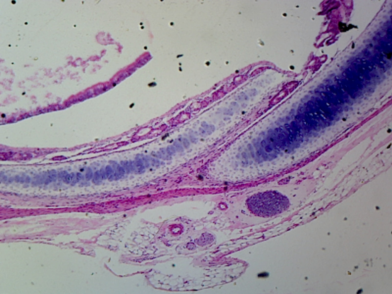 Microscope Slide, Hyaline Cartilage Section, Mammal From Trachea or Rib Showing Chondrocytes