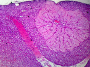 Microscope Slide, Endocrine System, Hypophysis Section.