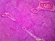 Microscope Slide, Liver Section. Mammal, Showing Hepatic Cells, H&E Stain