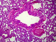 Microscope Slide, Lung Section