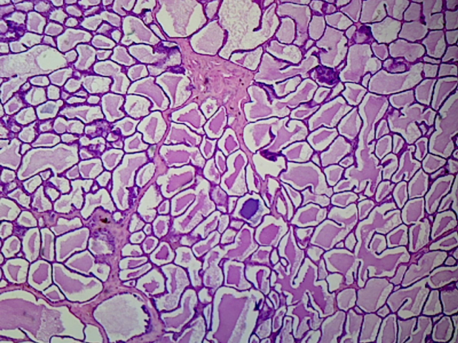 Microscope Slide, Mammary Gland Active Sec. H&E Stain