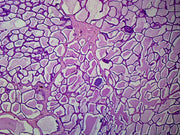 Microscope Slide, Mammary Gland Active Sec. H&E Stain