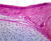 Microscope Slide, Pseudostratified Columnar Ciliated Epithelium, Section, Mammal From Respiratory System Tissue H&E Stain