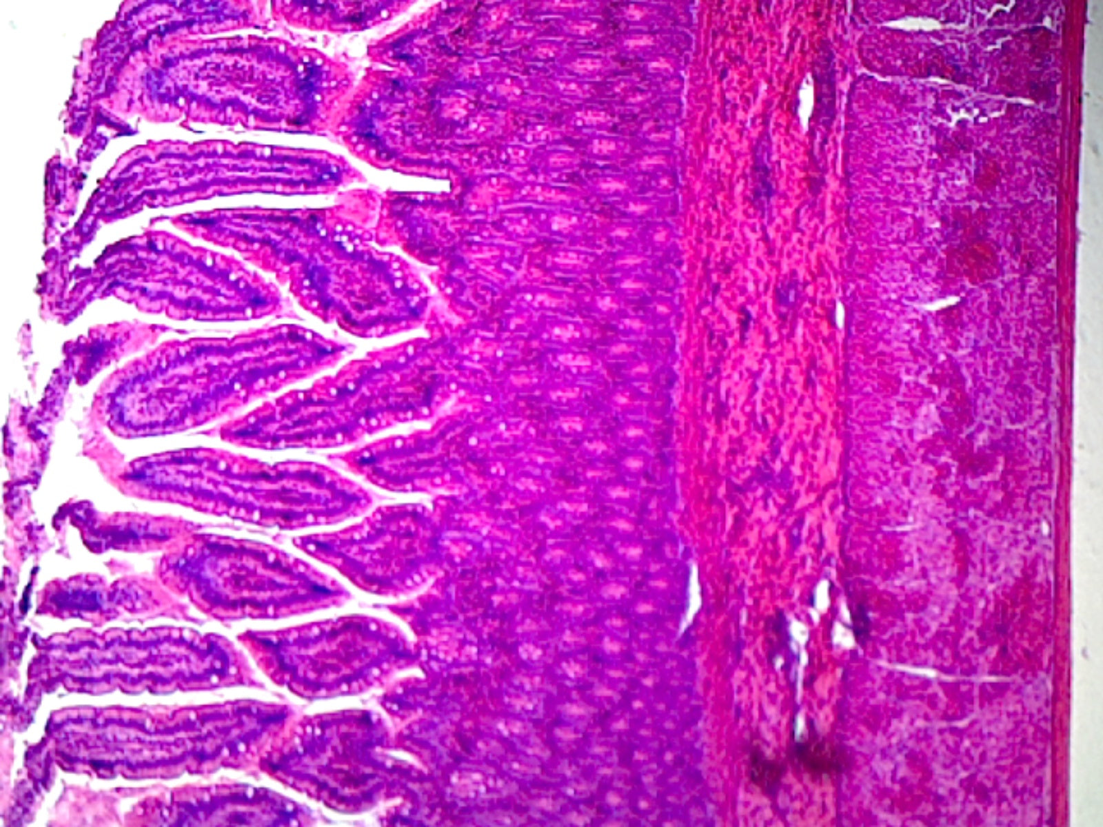 Microscope Slide, Smooth Muscle C.S. & L.S. Mammal, Showing Smooth Fibers