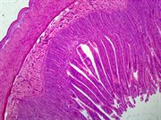 Microscope Slide, Smooth Muscle, L.S. Mammal