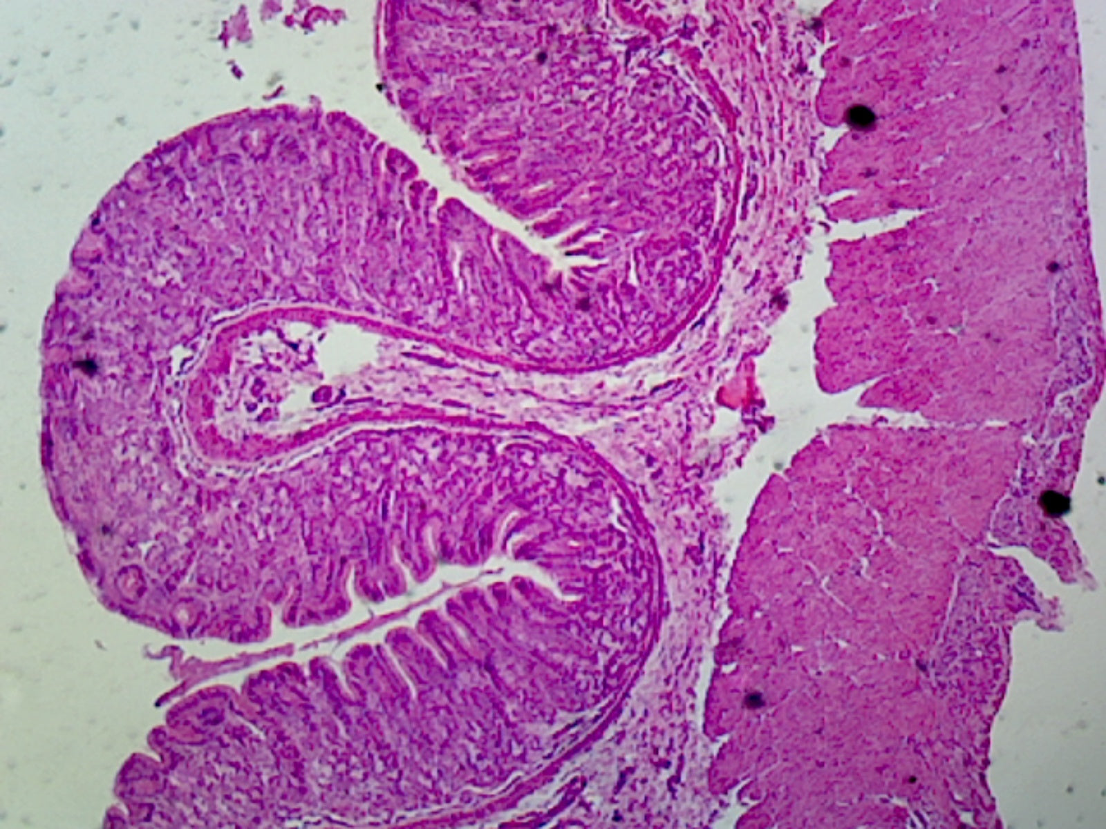 Microscope Slide, Stomach Composite Sec. showing Cardiac Fundic and Pyloric region, mammal