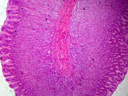 Microscope Slide, Stomach Fundic Region C.S. Mammal, Showing General Structures of Tubular Gastric Glands