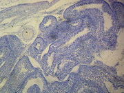 Microscope Slide, Testis Section, Human