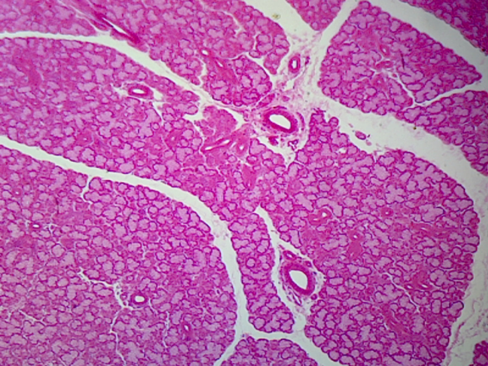 Microscope Slide, Thymus C.S. Section Mammal