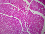 Microscope Slide, Thymus C.S. Section Mammal