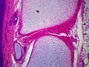Microscope Slide, Trachea L.S. Mammalian, Showing Ciliated Epithelium, Hyaline Cartilage, Fibrous Tissue