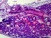 Microscope Slide, Simple Cuboidal Epithelium from Umbilical Cord, Mammal