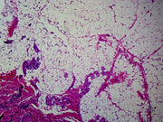 Microscope Slide, Adipose Tissue Sec. H&E Stain, Mammal