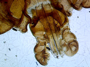 Microscope Slide, Tick, W.M.