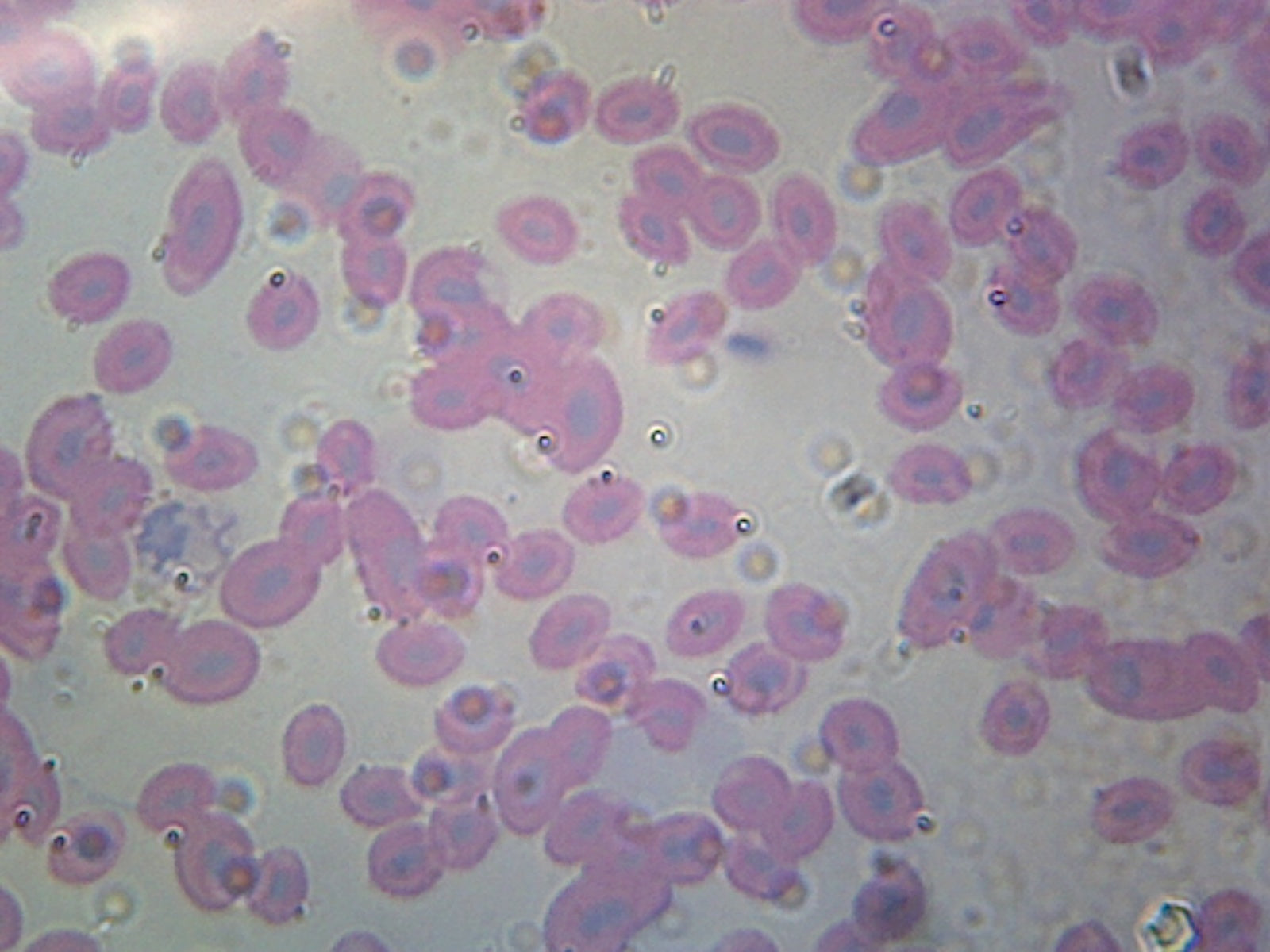 Microscope Slide, Fish Blood, Smear