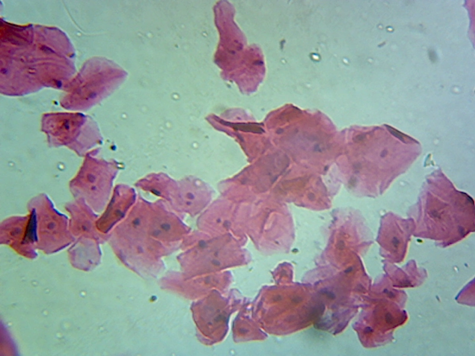 Microscope Slide, Cellular Organelles, Cellular Nucleus, Section from Animal Cells