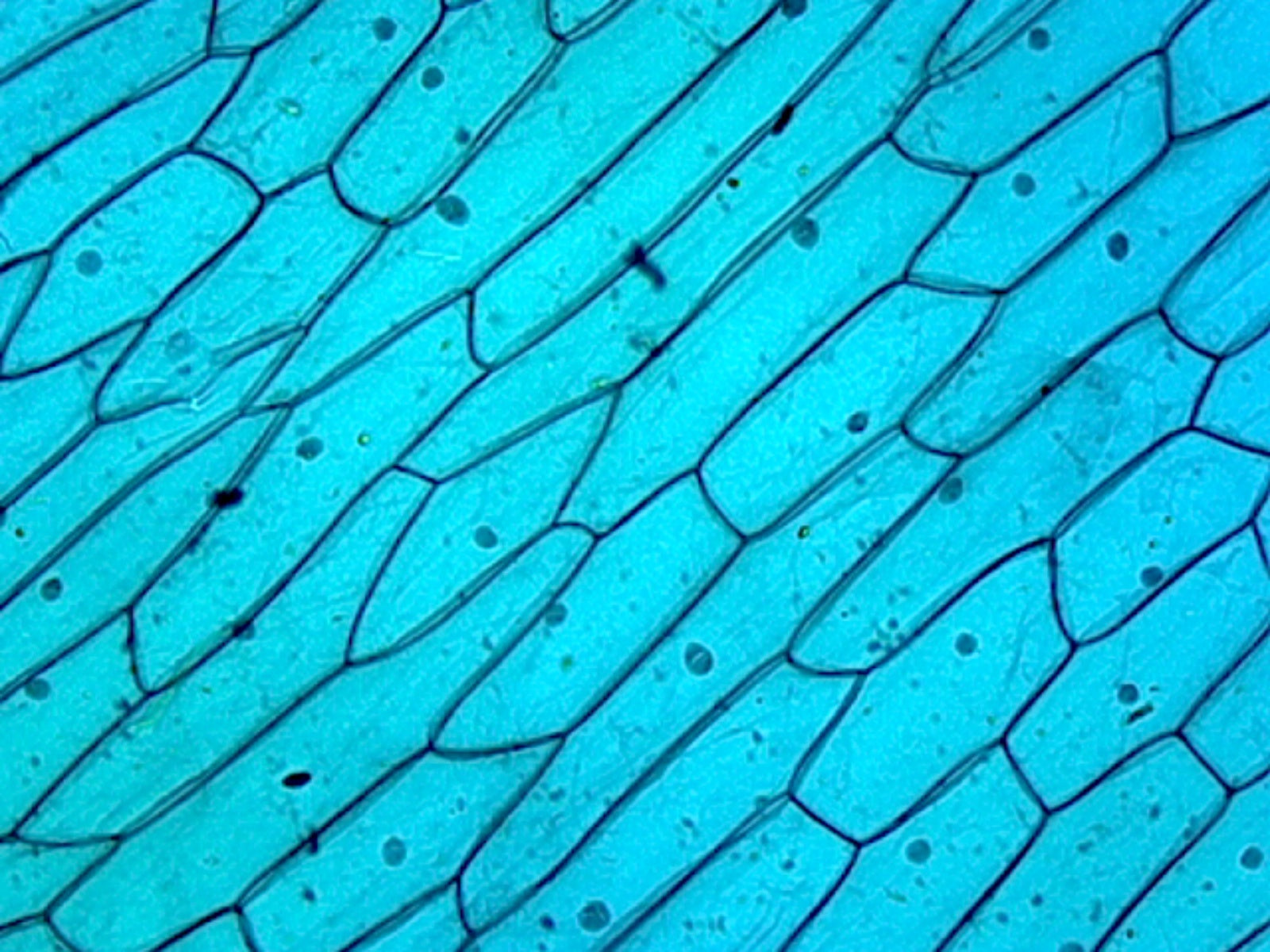 Microscope Slide, Cellular Organelles, Cellular Nucleus, section from Plant Cells