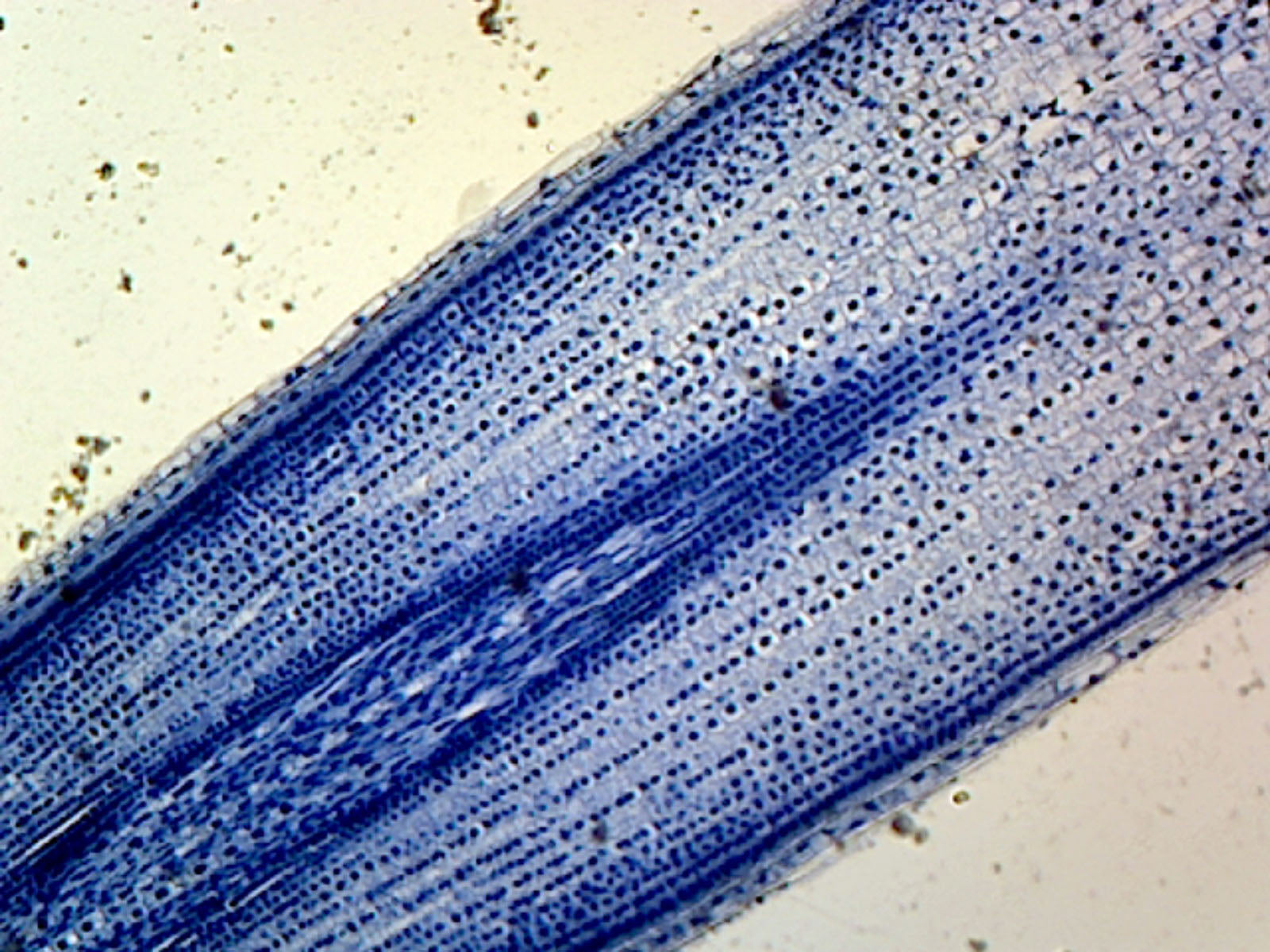 Microscope Slide, Cellular Organelles, Mitochondria, section, from zea mays or onion epidermis