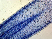 Microscope Slide, Cellular Organelles, Mitochondria, section, from zea mays or onion epidermis