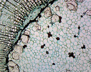 Microscope Slide, Cork Cells C.S.