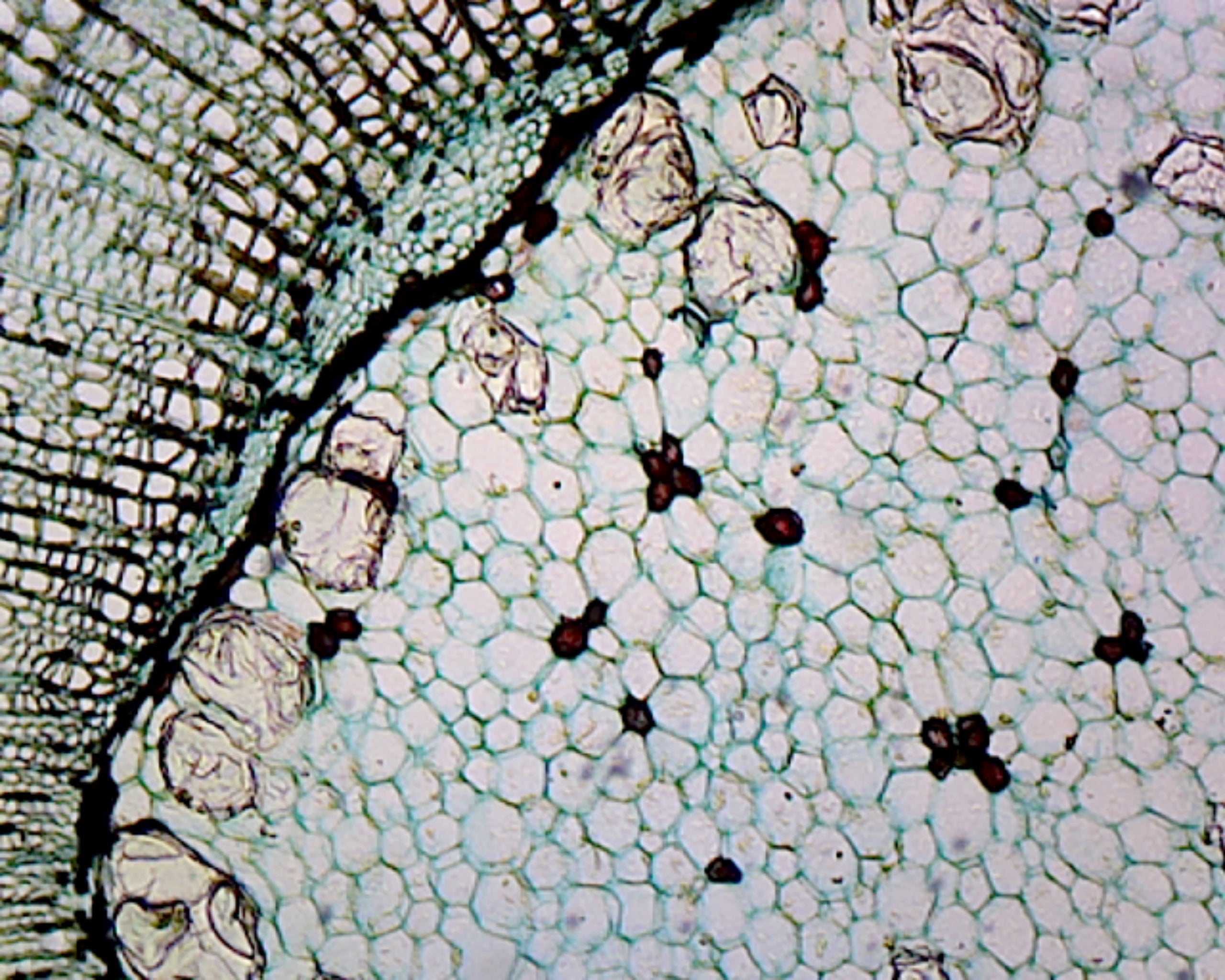 Microscope Slide, Cork Cells C.S.