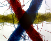 Microscope Slide, Cross Colored Threads. W.M.