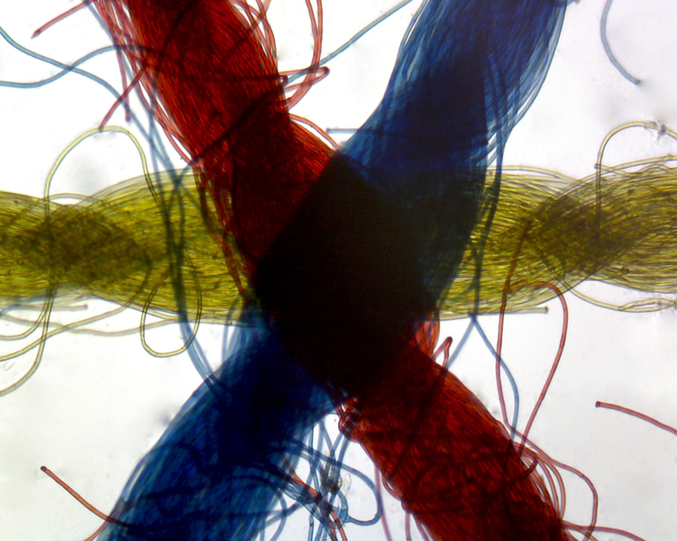 Microscope Slide, Cross Colored Threads. W.M.