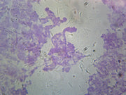 Microscope Slide, Drosophila Melanogaster Chromosomes; Smear From Salivary Glands, Genetics