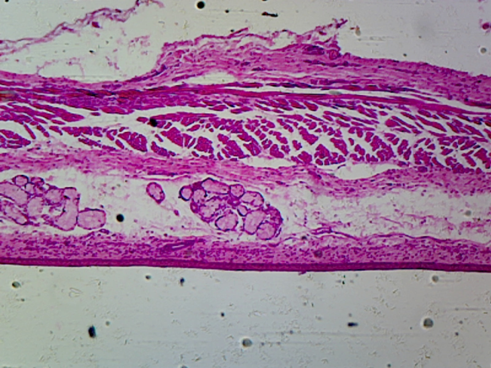 Microscope Slide, Esophagus Epithelium C.S.