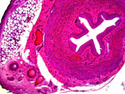 Microscope Slide, Excretory System, Ureter, C.S. Human, showing tissue layers