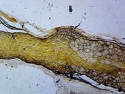 Microscope Slide, Golgi Complex, Section; from Mammalian Spinal Ganglion; Cellular Organelle