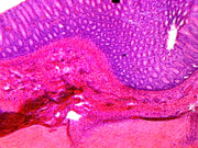 Microscope Slide, Digestive system, Colon; C.S. Mammal showing typical histology structures