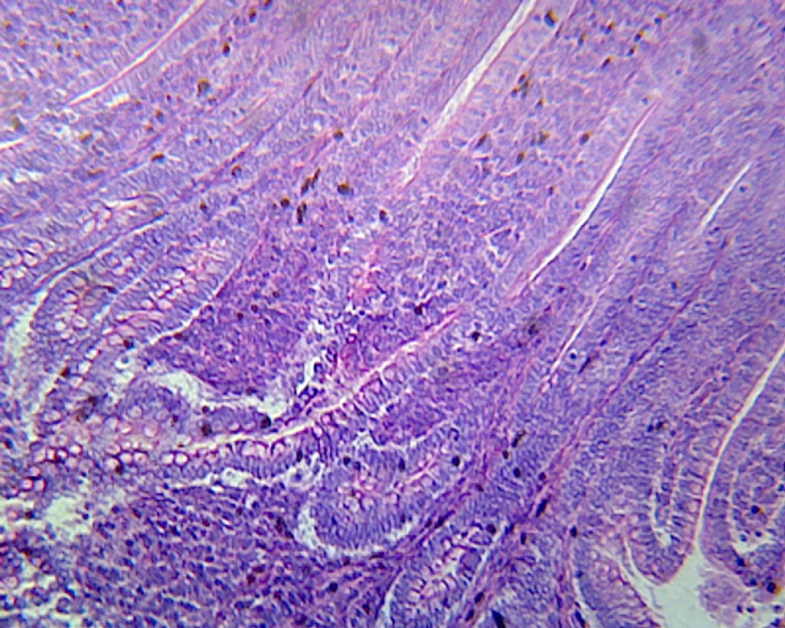 Microscope Slide, Digestive System, Duodenum, C.S. Mammal Showing Brunner's Gland and Lieberkühn's Crypts