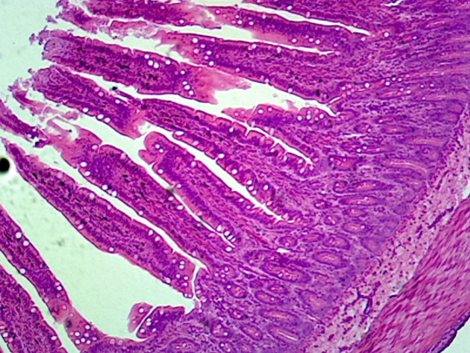 Microscope Slide, Digestive System, Jejunum, section, mammal small intestine, showing plica circulars.