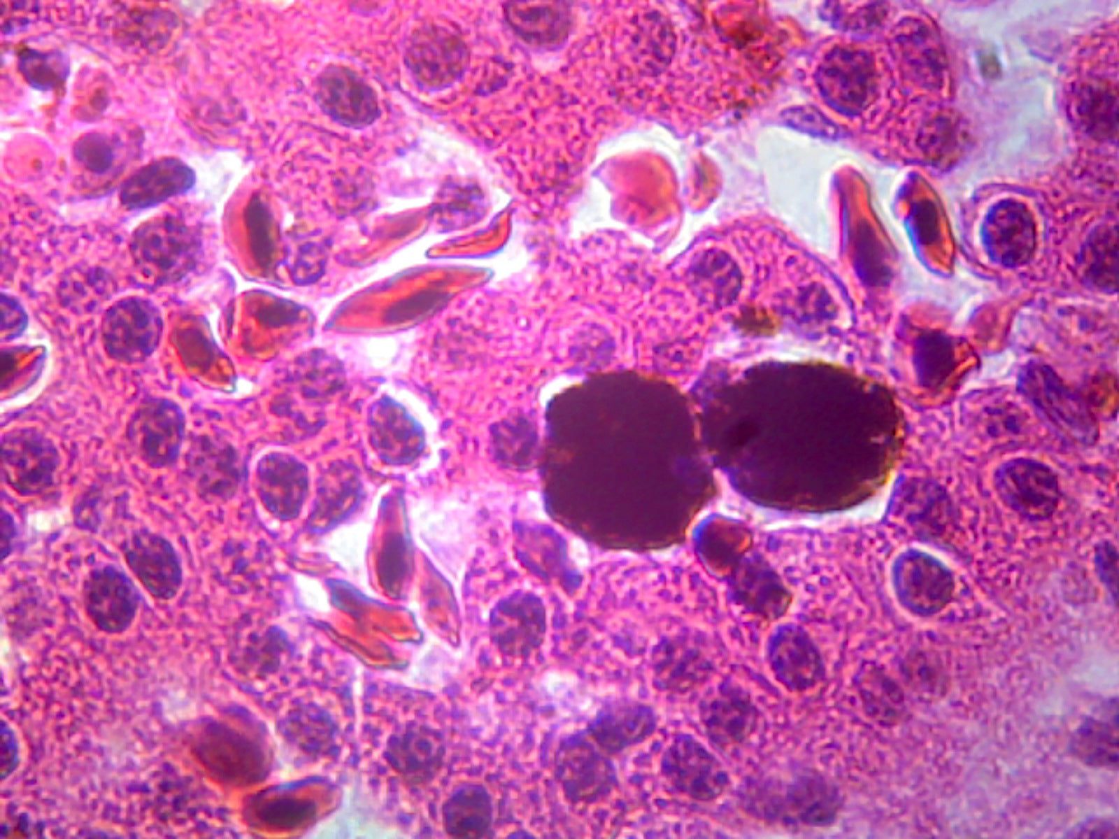 Microscope Slide, Amphiuma Digestive System and Liver section