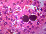 Microscope Slide, Amphiuma Digestive System and Liver section