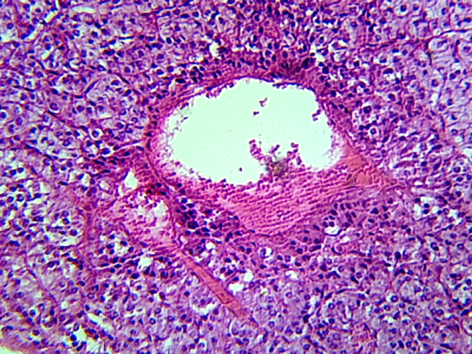 Microscope Slide, Endocrine System, Adrenal Glands, Section Mammal