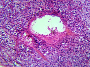 Microscope Slide, Endocrine System, Adrenal Glands, Section Mammal