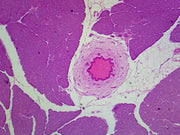 Microscope Slide, Endocrine system, Histology, Pancreas Islets of Langerhans section, Mammal