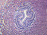 Microscope Slide, Excretory System; Ureter; C.S. Mammal Showing Tissue Layers