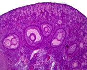 Microscope Slide, Female Reproductive System, Ovary Immature, Section, Mammal showing primary follicles